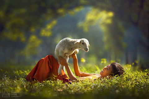 Little Sheep - Rarindra Prakarsa