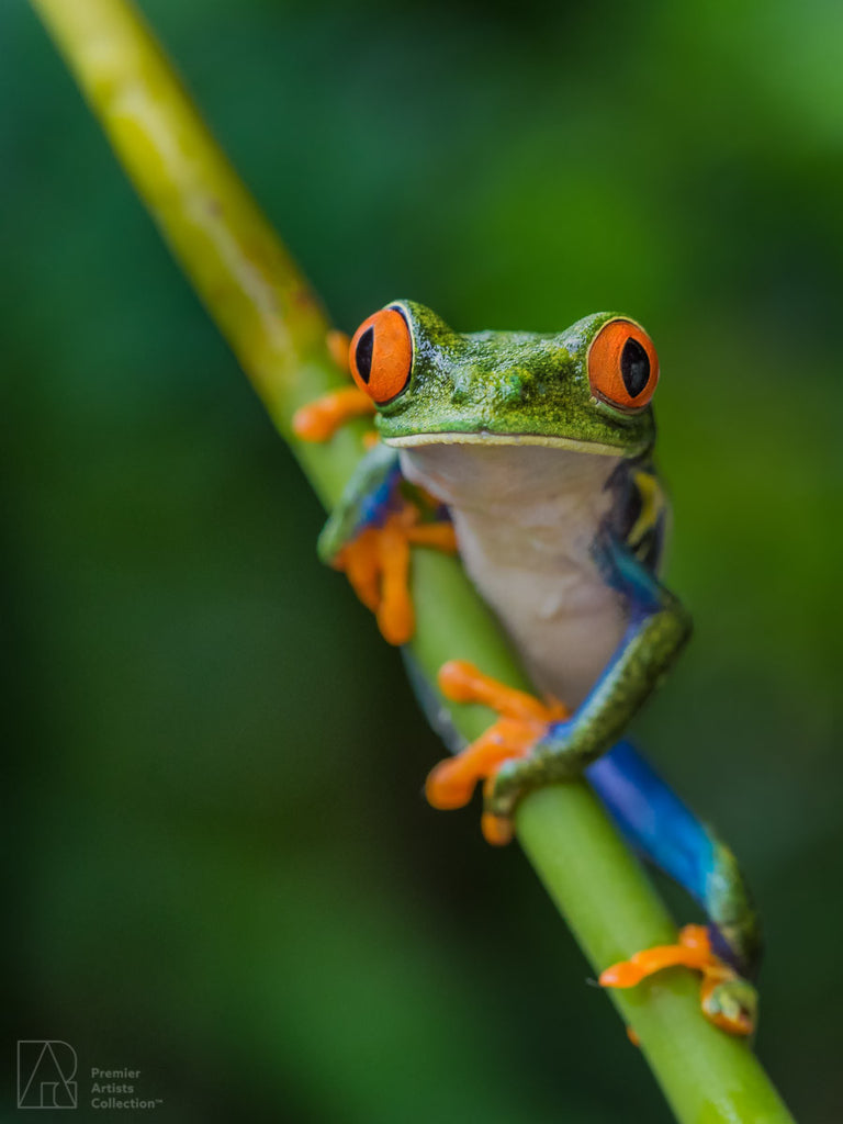 Red-Eyed Tree Frog - Bobby Tan
