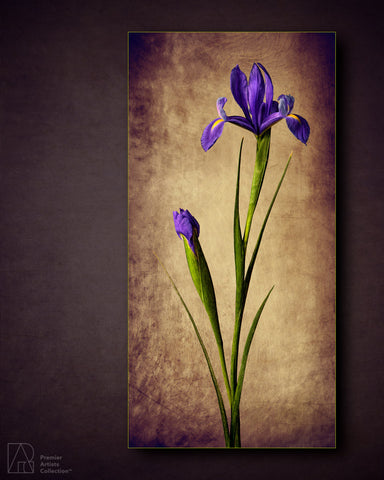 Iris in Bloom - Karen Nakamura