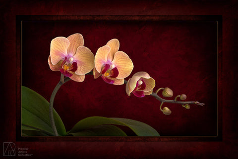 Orchid Bloom - Karen Nakamura