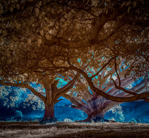 Tree - Peter Levshin